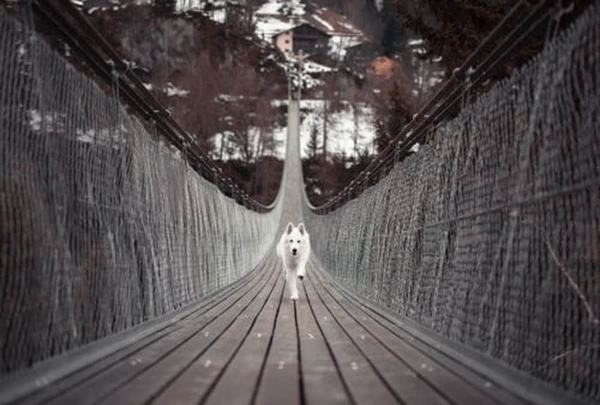 Mysterious Bridge dog pets jump suicide on this bridge in scotland know what is the mystery behind it