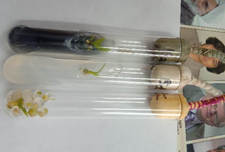 PU scientists made Orchids seeds capable of growing with test tube technology