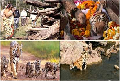 Death of Super Mom Tigress who gave birth to 29 cubs in 17 years