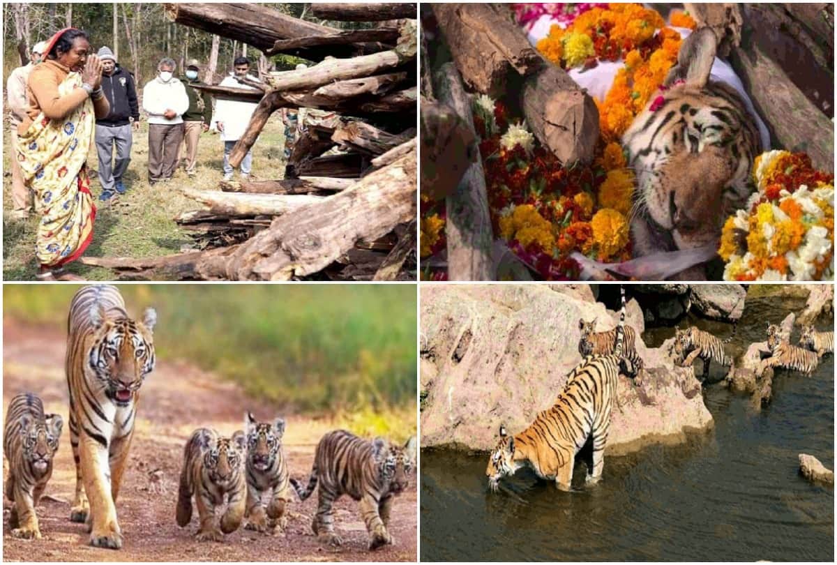 Death of Super Mom Tigress who gave birth to 29 cubs in 17 years