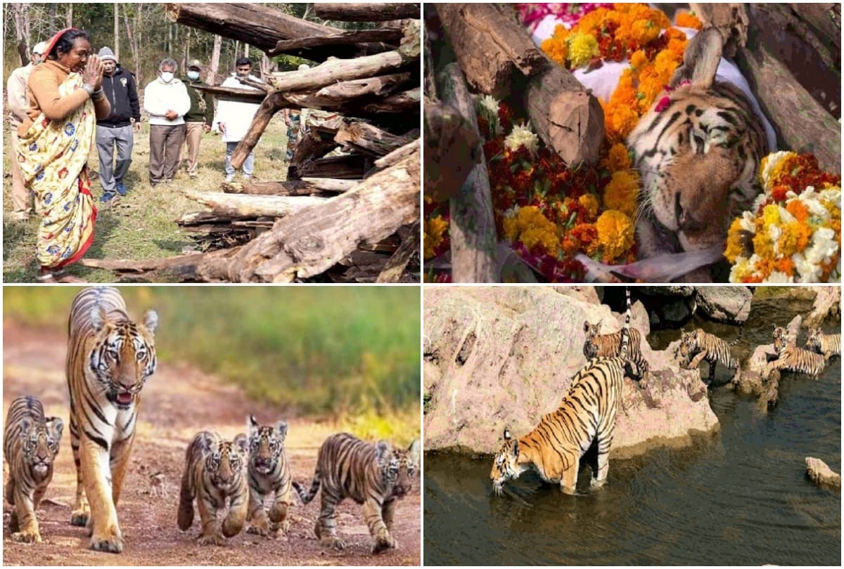 Death of Super Mom Tigress who gave birth to 29 cubs in 17 years
