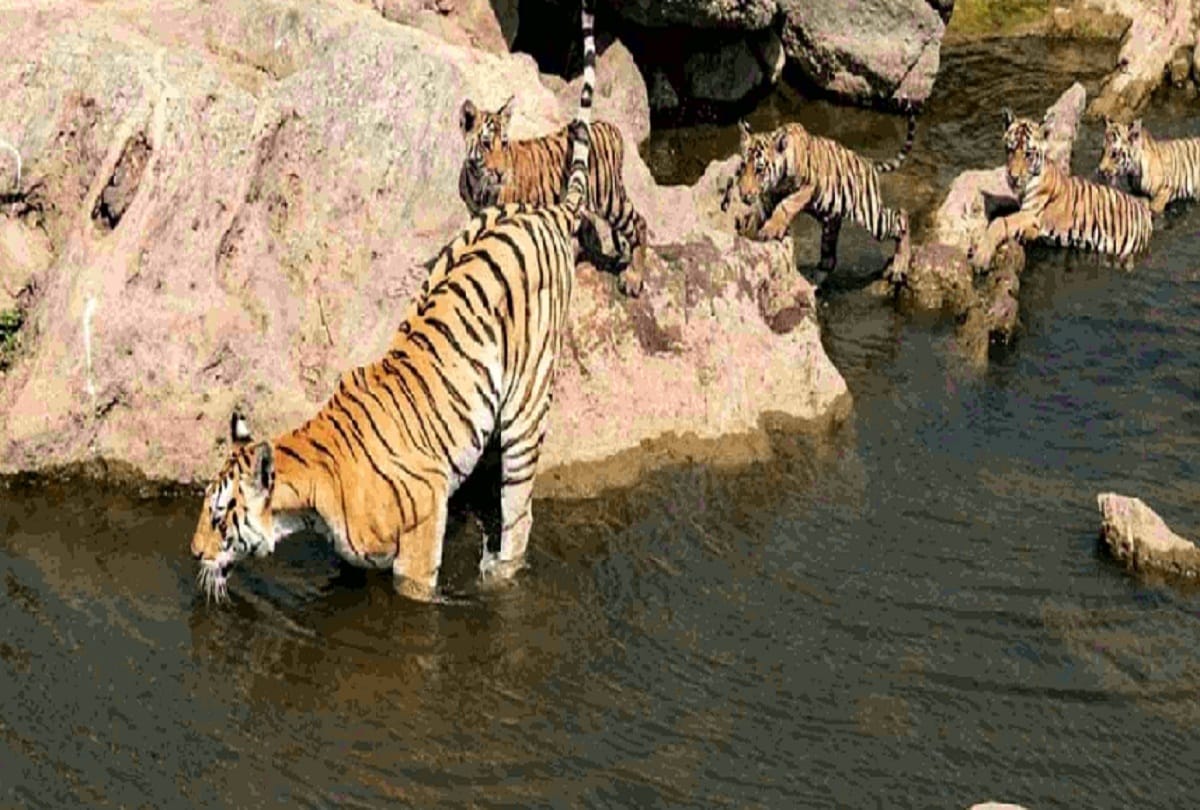 Death of Super Mom Tigress who gave birth to 29 cubs in 17 years