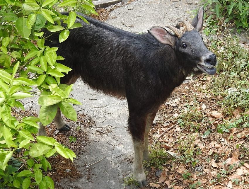 More Wildlife in Hanuman Garhi