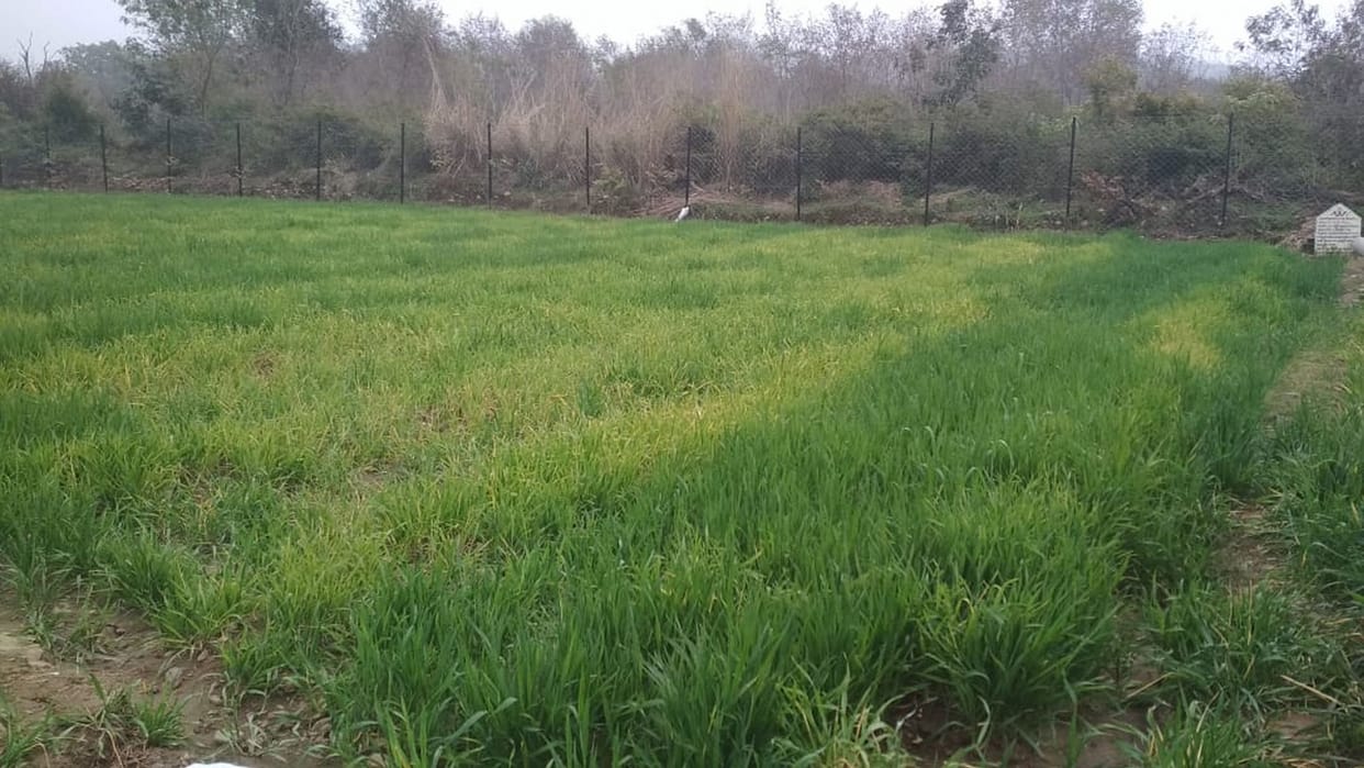 Due to bad weather 30 percent of wheat crop turned yellow