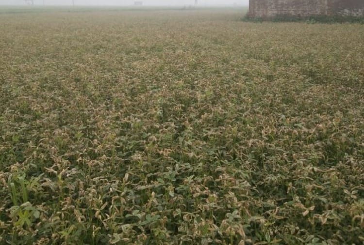crops of eight villages were damaged due to toxic gas In Panipat