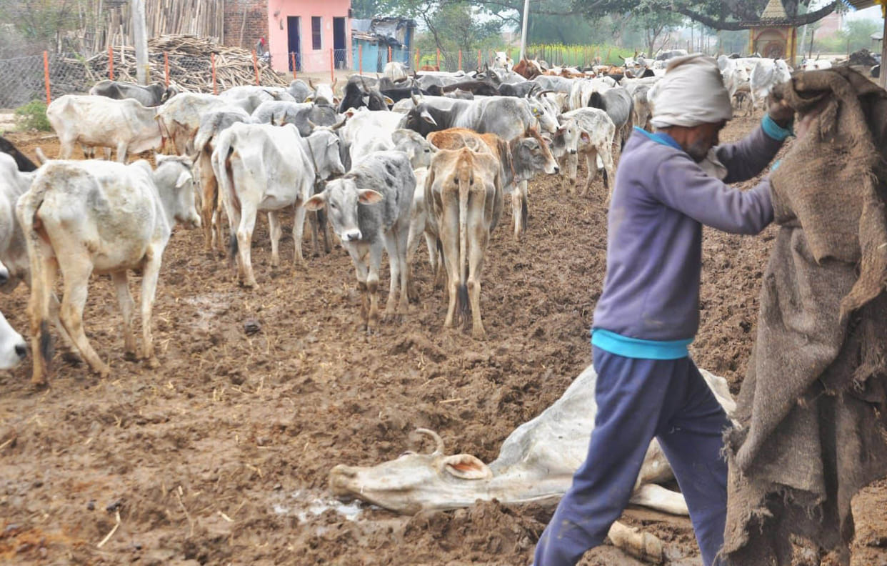 Anna cows dying in the swamp of the cowshed