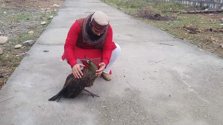 injured pecock rescue