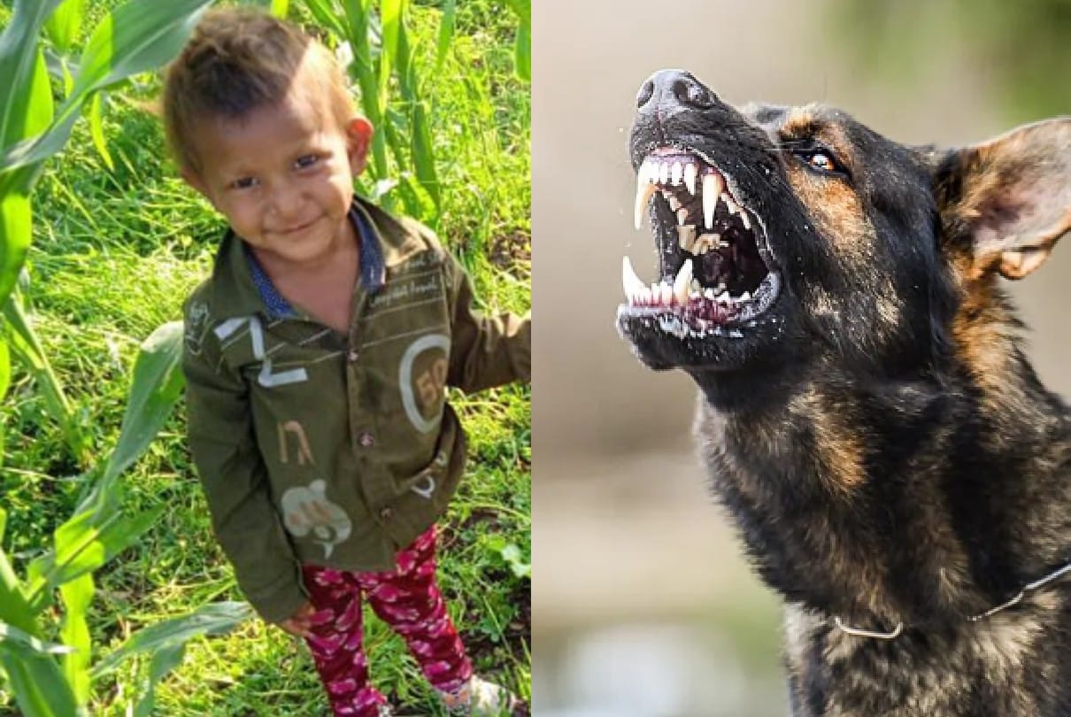Dhar: A three-year-old Girl playing outside the house was molested by dogs, died during treatment in the hospital