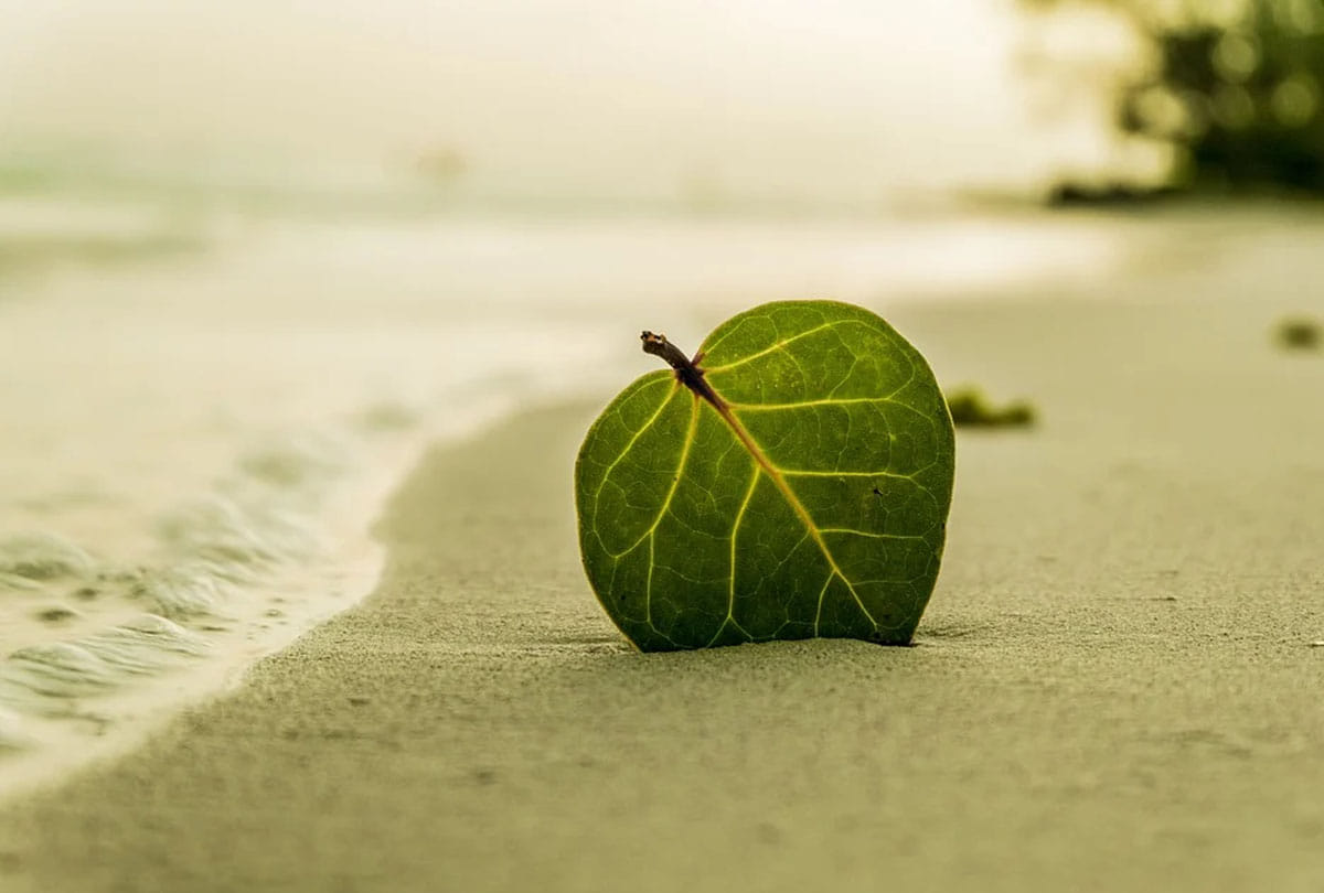 human single leg was seen walking on the beach Google user made a sensational claim