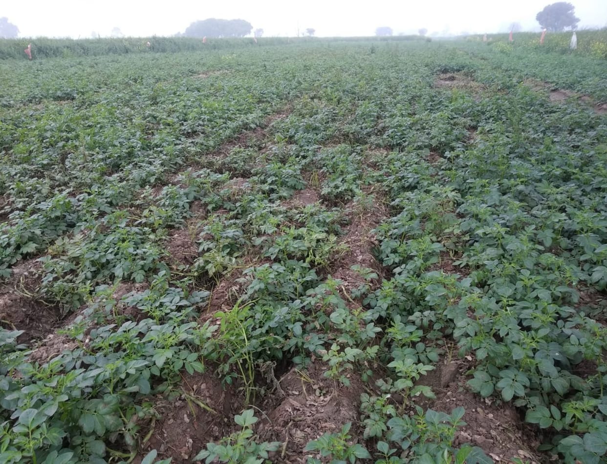 Frost increased farmers' problems, potato scorch attack