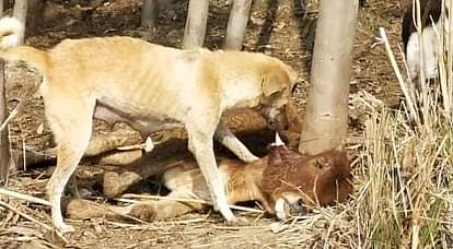 fathepur news,Carcasses of cows scratching dogs in Gaushala
