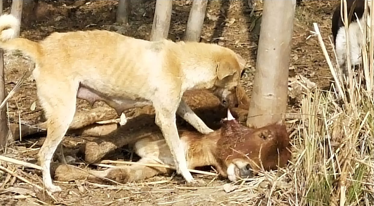 fathepur news,Carcasses of cows scratching dogs in Gaushala