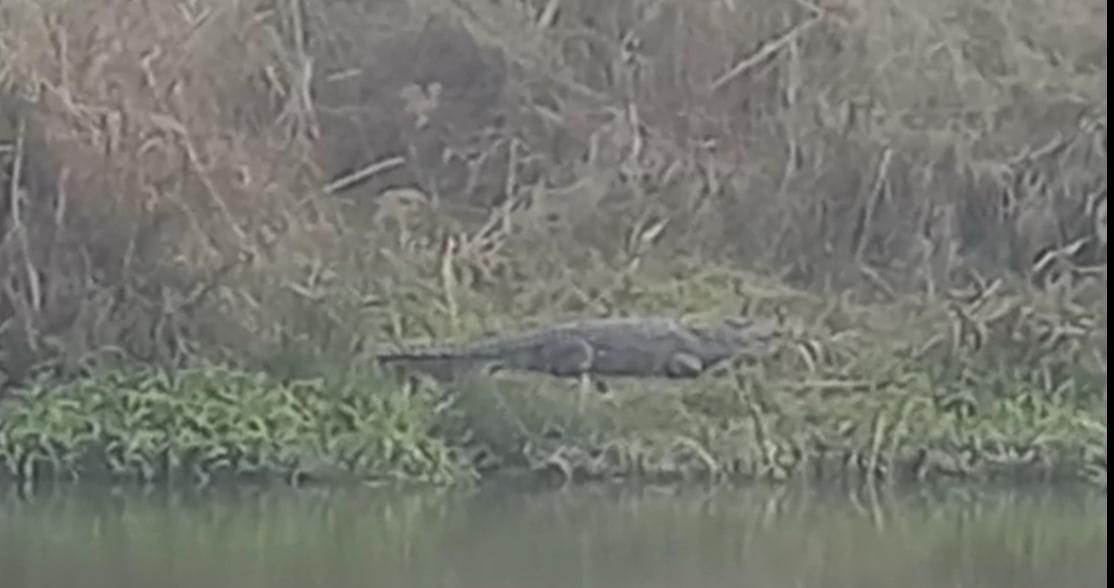 Crocodile seen sitting in the sun on Shukratal Ganga Ghat