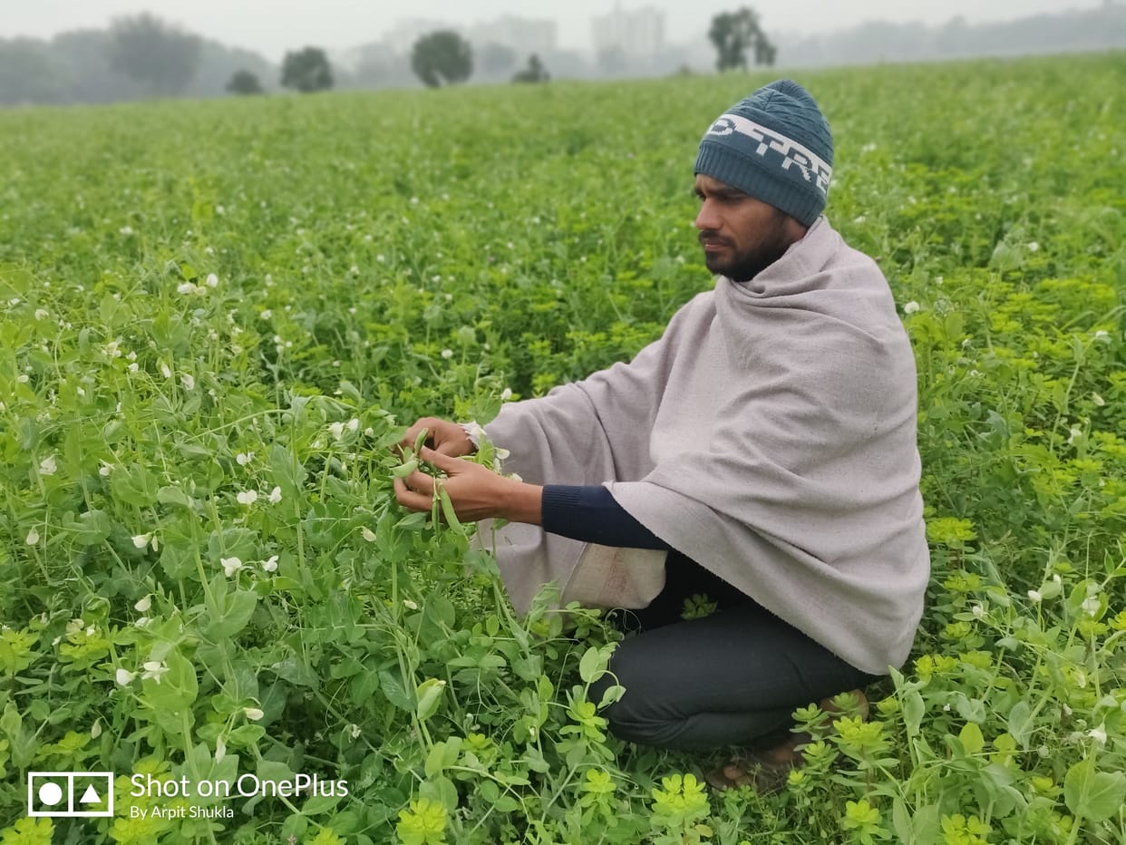 Earning three times from organic farming