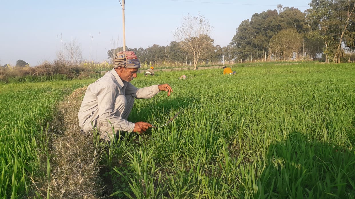 agriculture