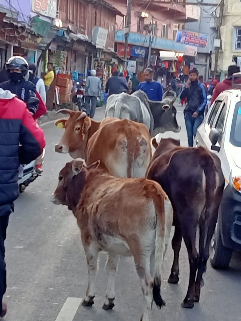 Stray cattle in Ranikhet