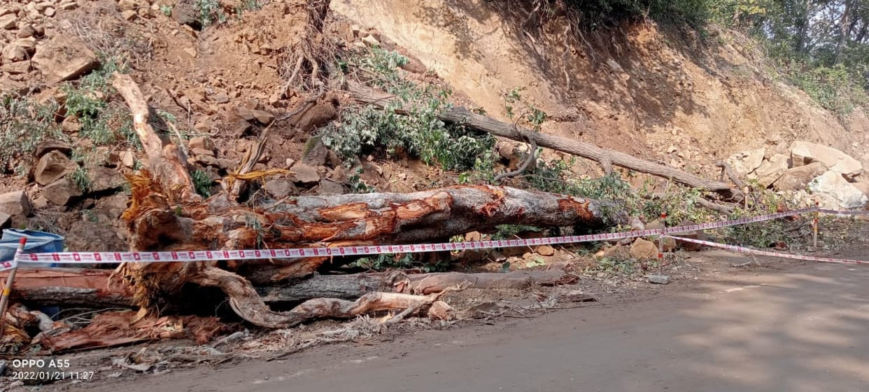 5 trees of saal fall down in nh ponta silai due to cutting of the road