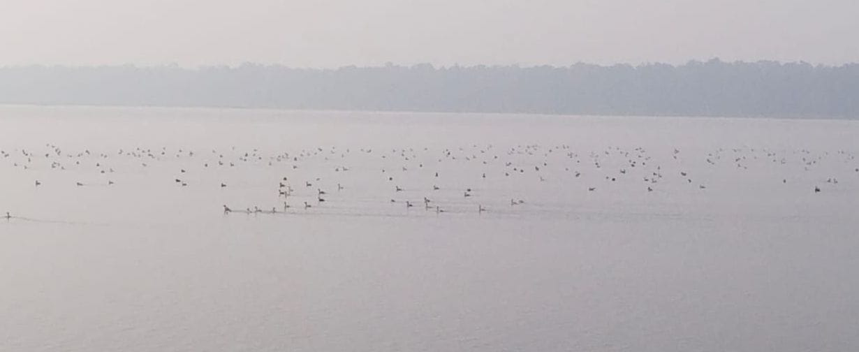 sharda sagar dam not favourable for syberian bird