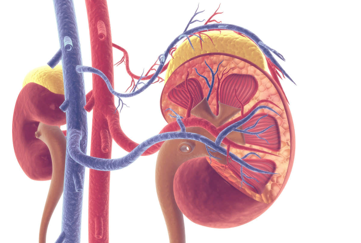 Sir Ganga Ram Hospital's doctors performed challenging 'Auto-Kidney Transplant', placed both on same side
