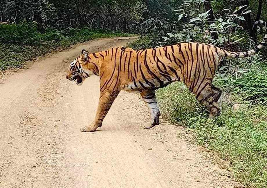 Number of tigers increased in Valmiki Tiger Reserve