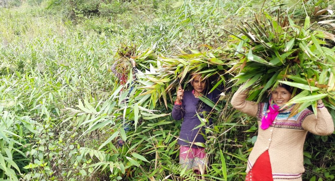 Animal Husbandry in Nachani