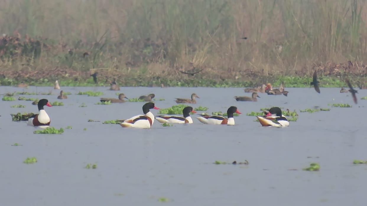 30 thousand birds tweeting in Haiderpur