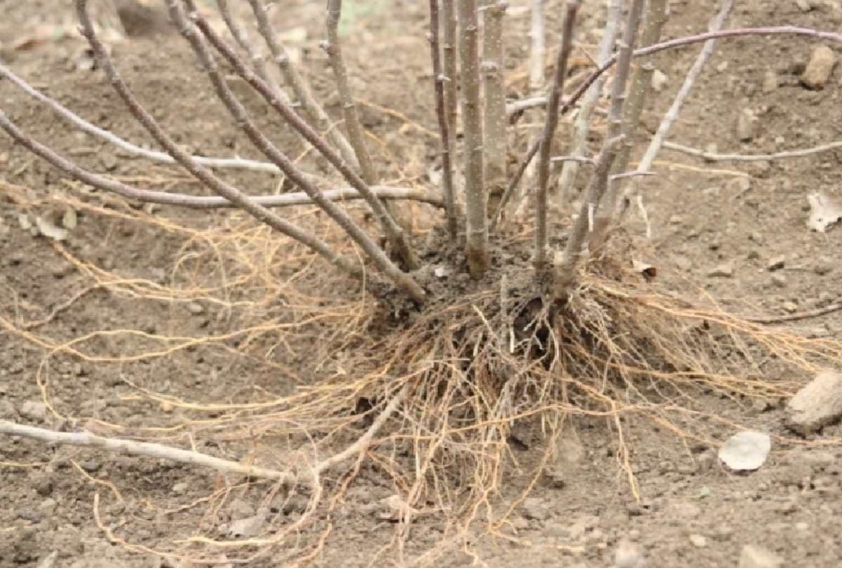 Indian Council of Agricultural Research: New root stock of apple ready, will not get woolly aphid disease