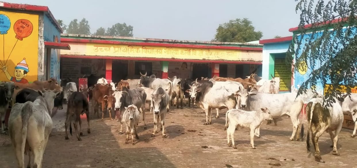 goshala,police,maveshi