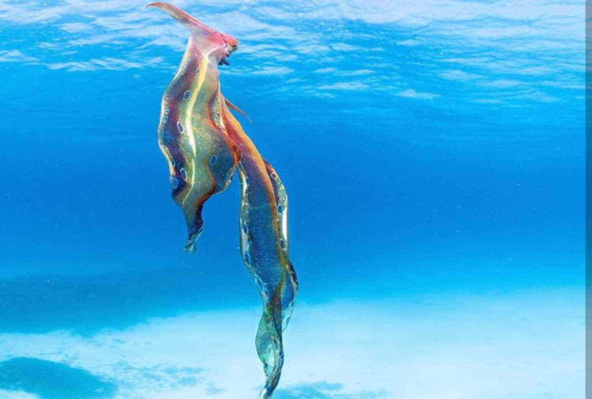 Unique animal looked in the sea after 20 years people shocked