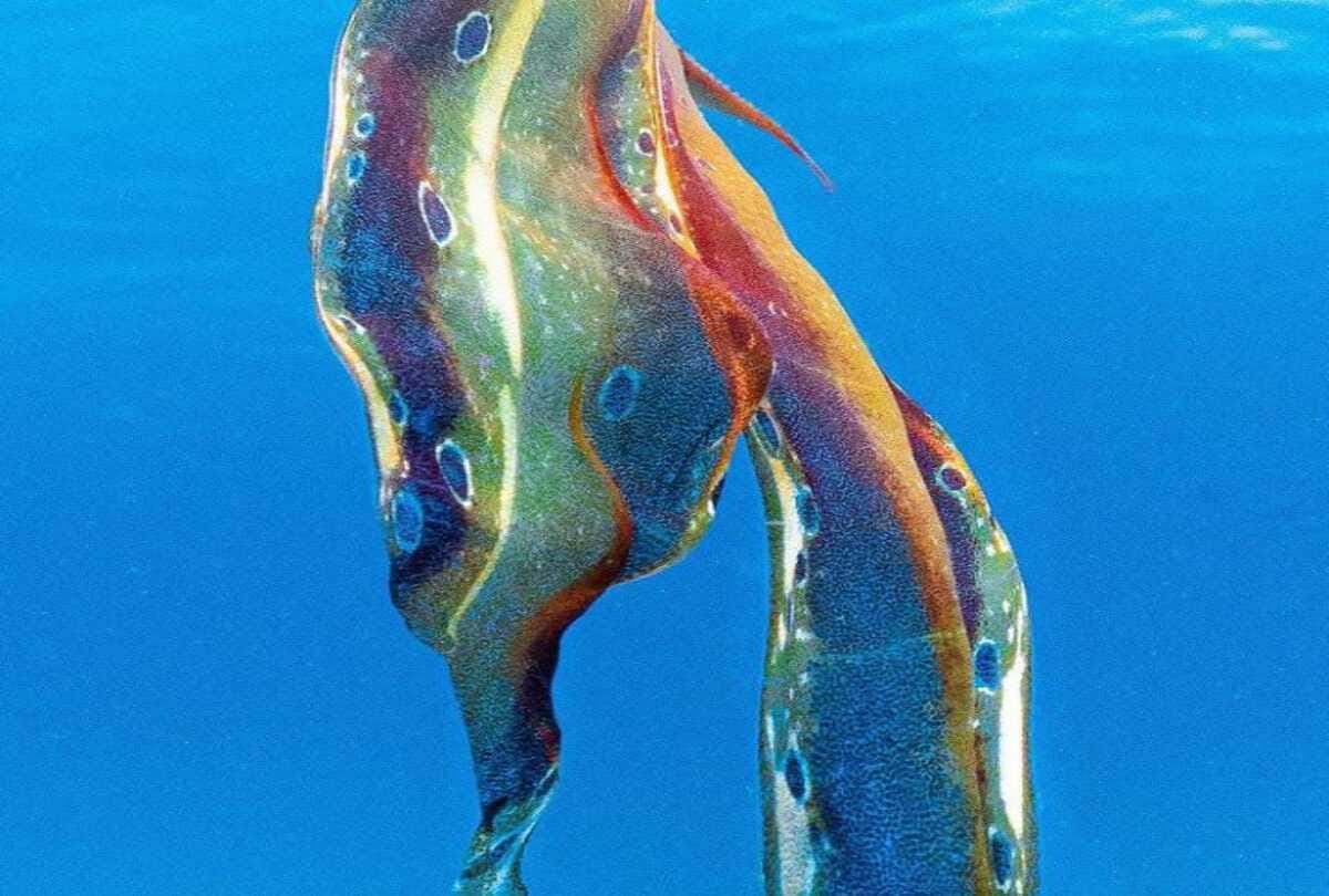 Unique animal looked in the sea after 20 years people shocked