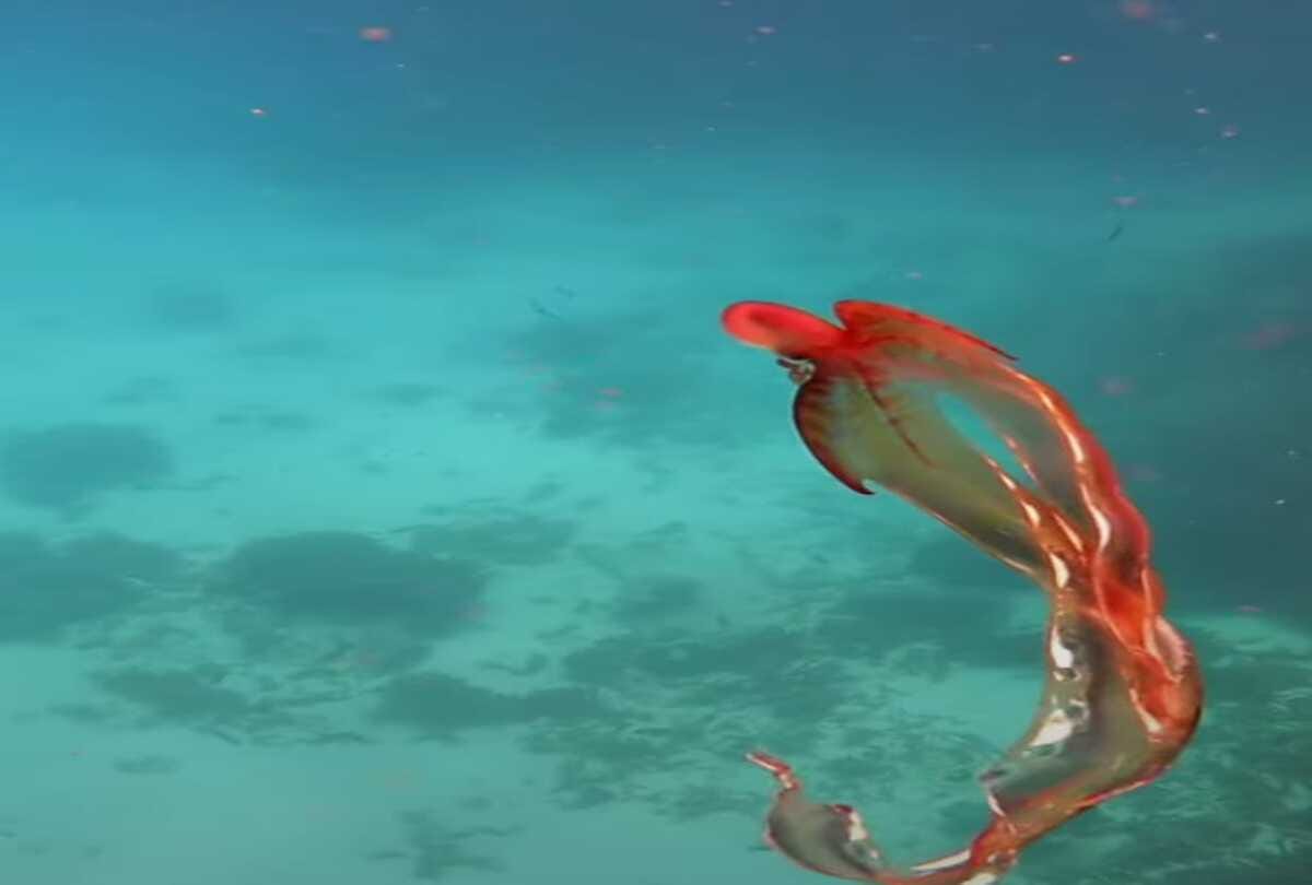 Unique animal looked in the sea after 20 years people shocked