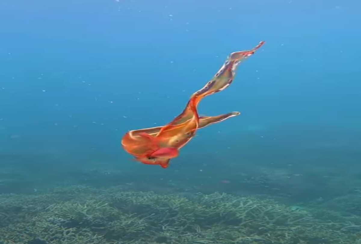 Unique animal looked in the sea after 20 years people shocked