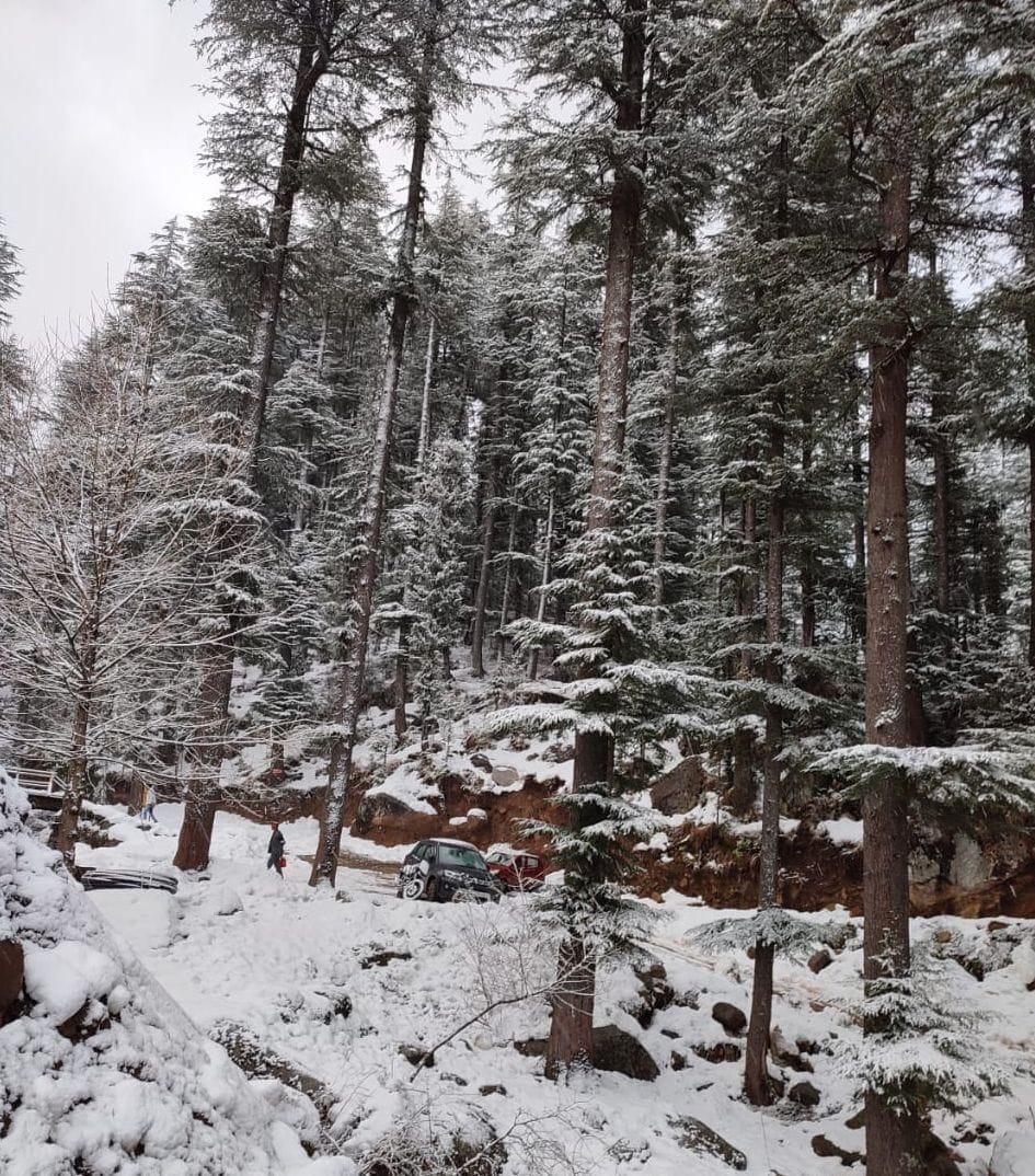 The faces of the gardeners blossomed due to snowfall on the hills