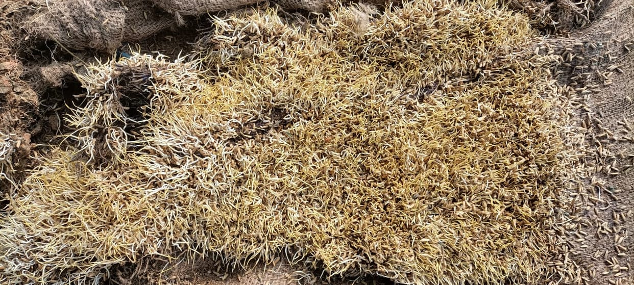 Paddy kept in sacks soaked in rain sprouted