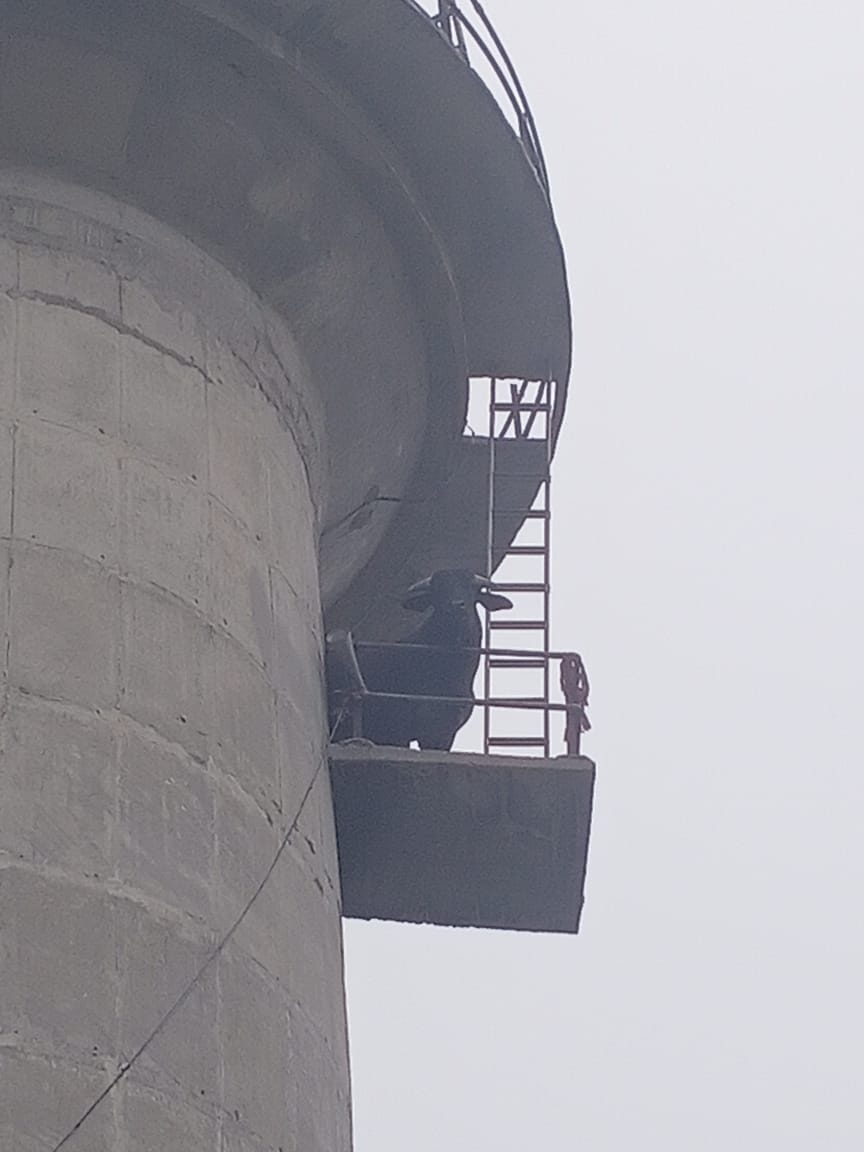 The bull climbed on the water tank