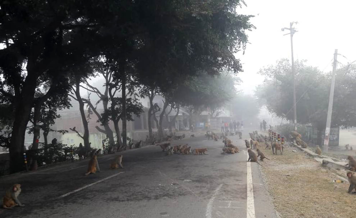 311 monkeys and 38 langurs in Kalagarh