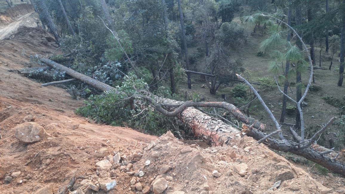 200 Tree Deroots in Kausani