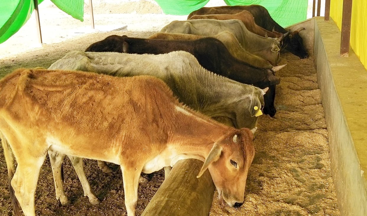 Showing the straw to the sahib, the straw feeding the voiceless