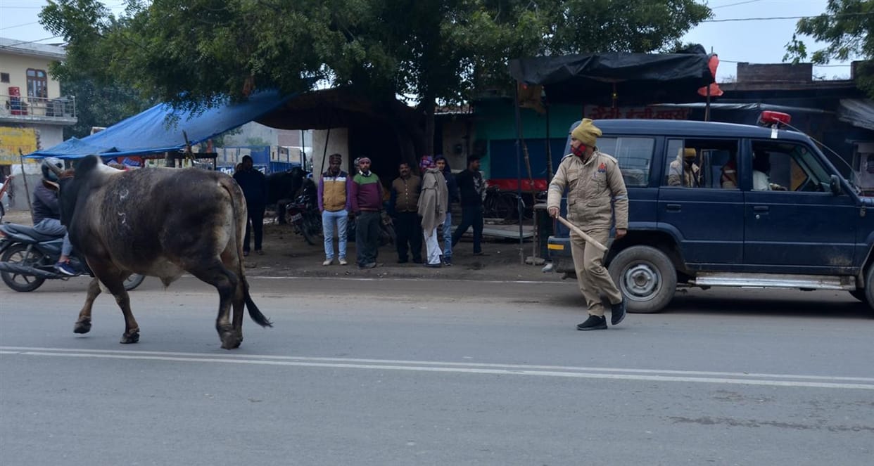 Before the convoy of CM, the bull came on the road, the officers lost their senses