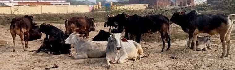 Cattle were not caught in Bilha even after DM's order, the crops were licking