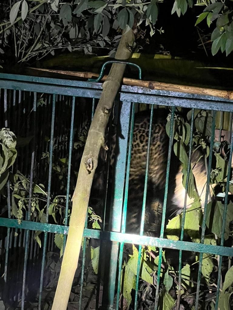 Leopard, who killed four innocents, was imprisoned in a cage
