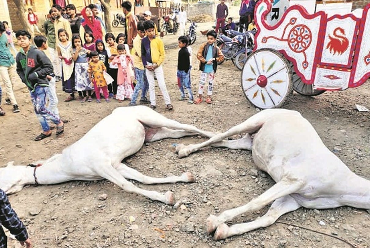 Indore: Electric wire fell on the horse-carriage before leaving Bana, two horses died due to electrocution