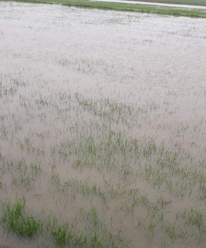 Mustard and wheat crops lay on the ground due to rain