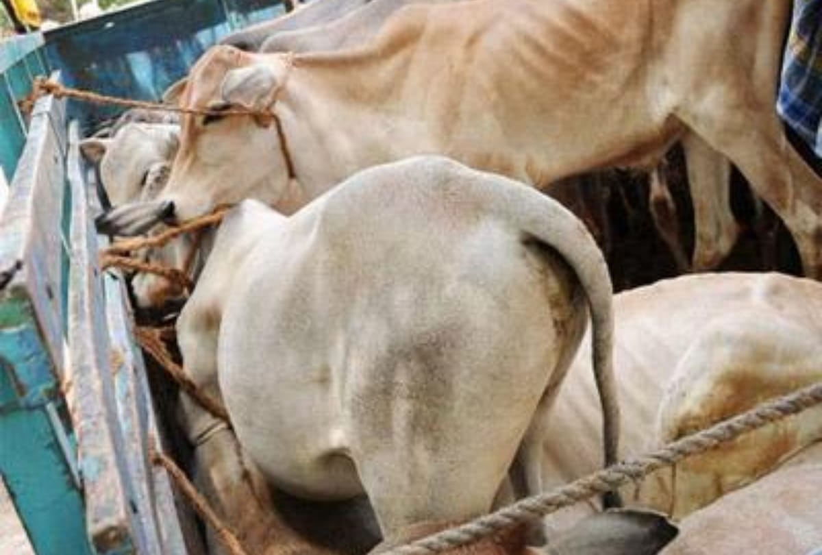 Firing between police and cow smugglers in bharatpur