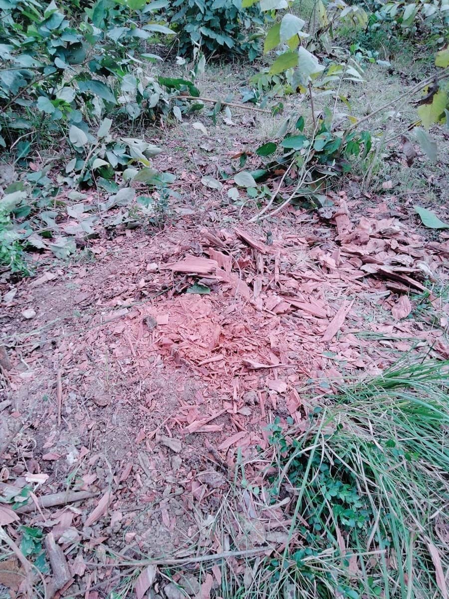proven by DFO office team of tree cutting in khutar range