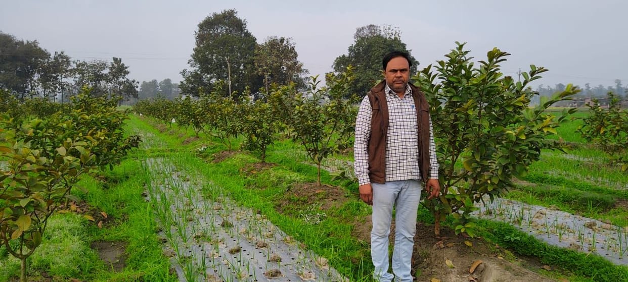 Shailesh is cultivating guava leaving traditional farming