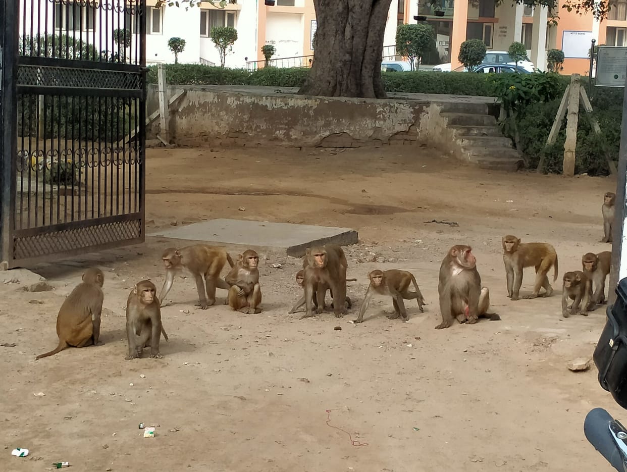 Monkeys bitten 12 children in two months