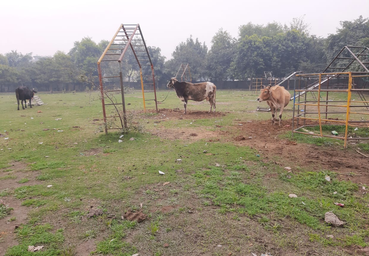 In Sector-21B, a park became a cattle shed, another cricket ground, lack of necessary resources in both the parks