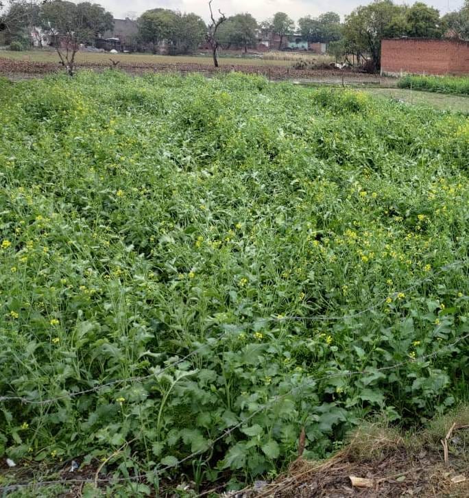 Half of mustard crop destroyed due to rain