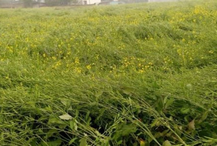 Fear of damage to crops due to unseasonal rains in Haryana
